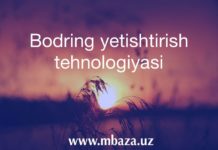 Bodring yetishtirish tehnologiyasi